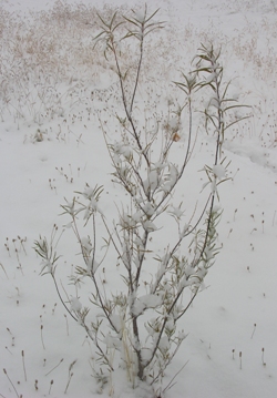 Photograph depicts 28Oct2009SnowDesertWillow